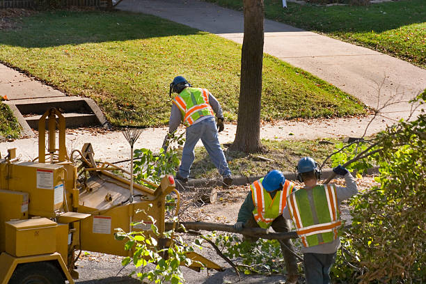 Large Tree Removal in Fox Chase, PA